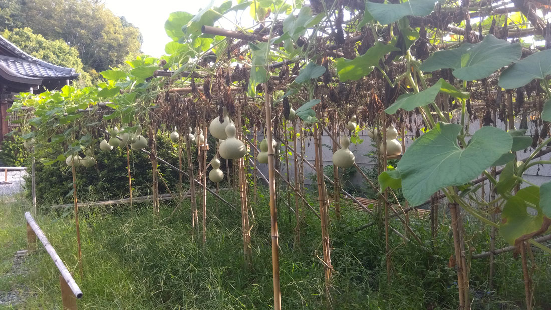 瓢箪の水やり