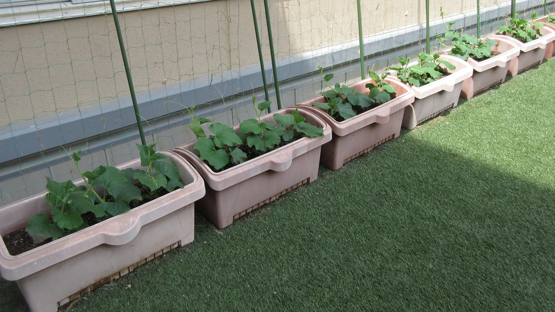 瓢箪のグリーンカーテン