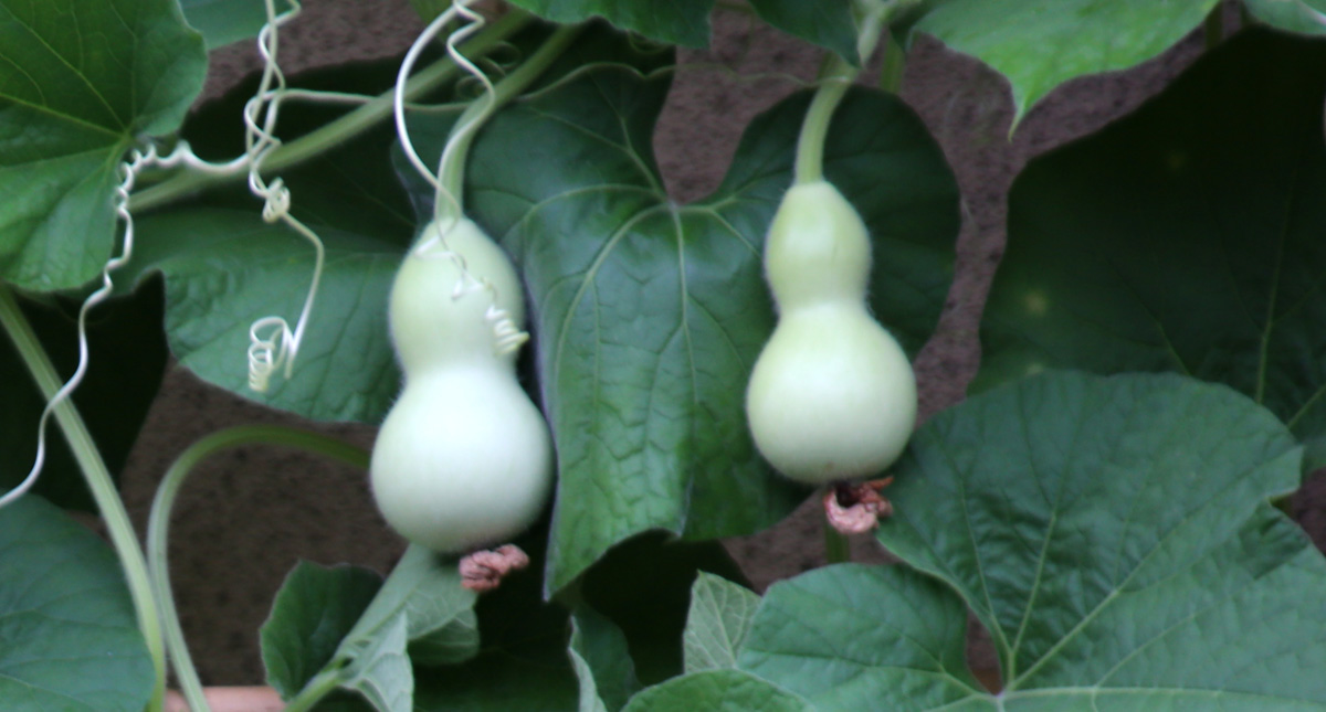 京都瓢箪プロジェクトへのお問い合わせ・ご連絡